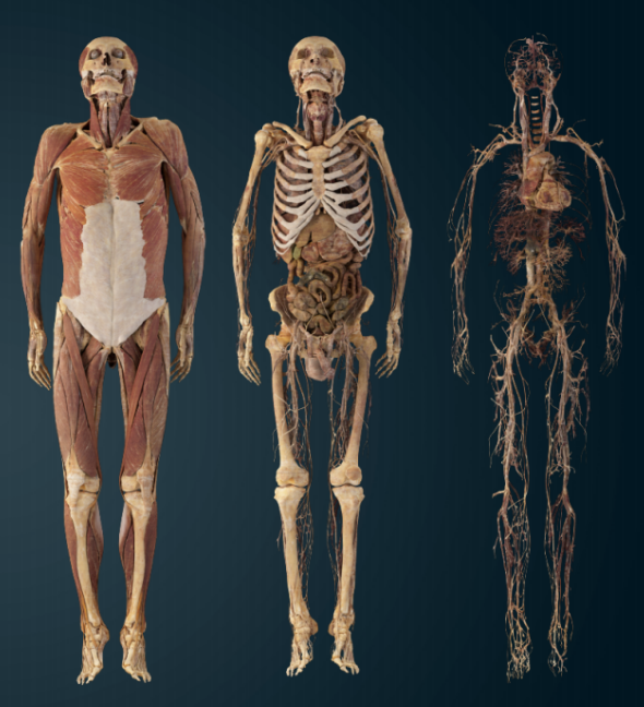 解剖 (3).png