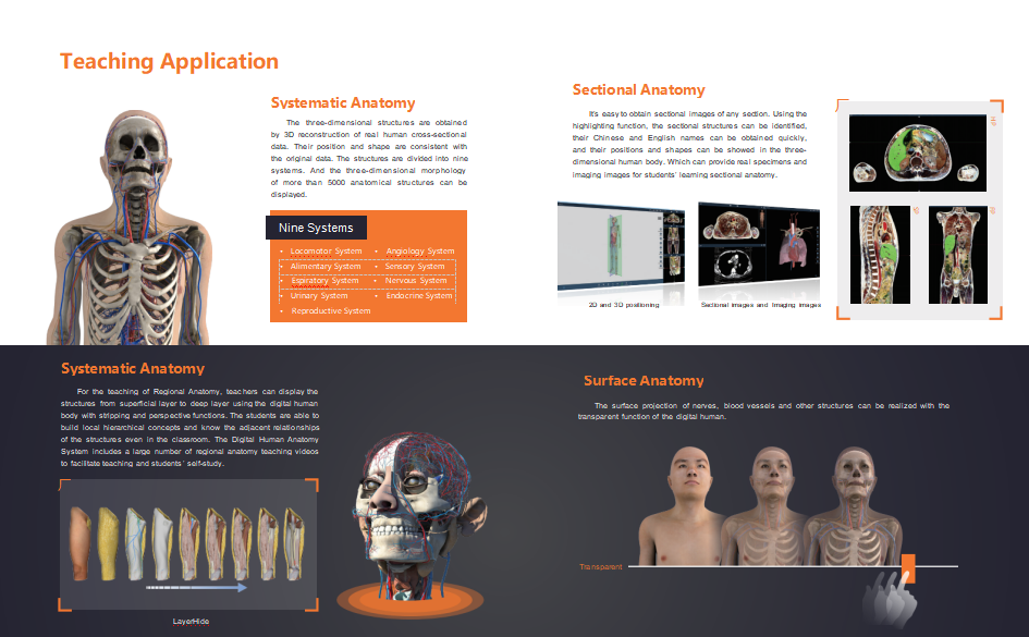 解剖 (10).png